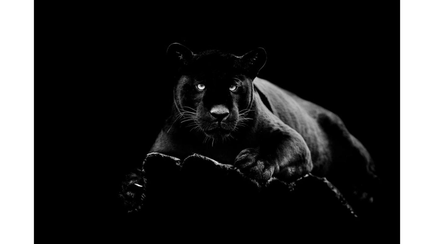 Picture of Black Panther Wall Art
