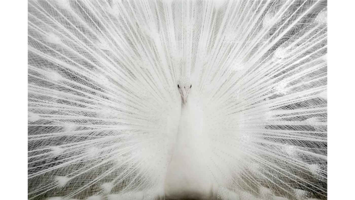 Picture of White Peacock Wall Art
