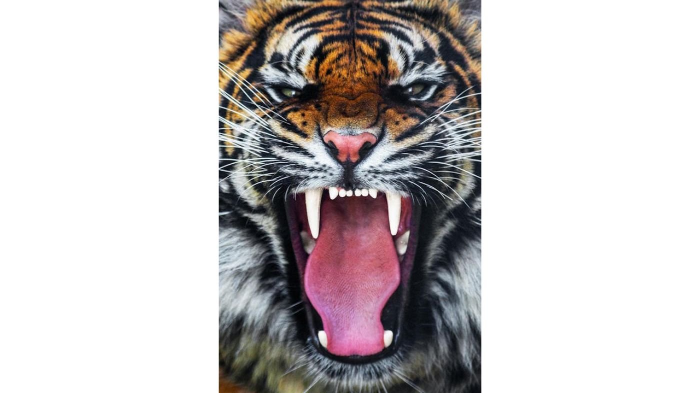 Picture of Roaring Tiger Wall Art