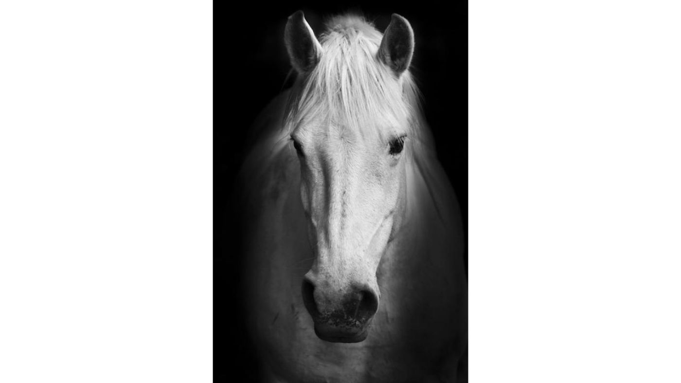Picture of White Horse Wall Art