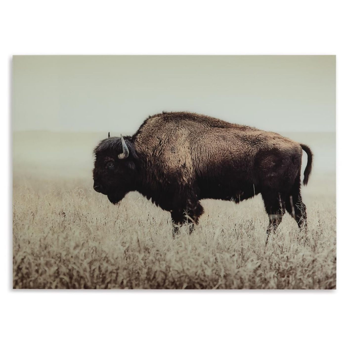 Picture of Wall Art Brutus Sepia